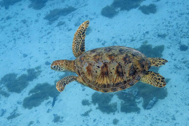 Green_sea_turtle_(Chelonia_mydas)_Moorea (1)