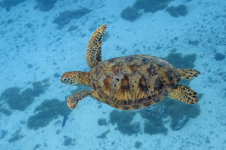 Green_sea_turtle_(Chelonia_mydas)_Moorea