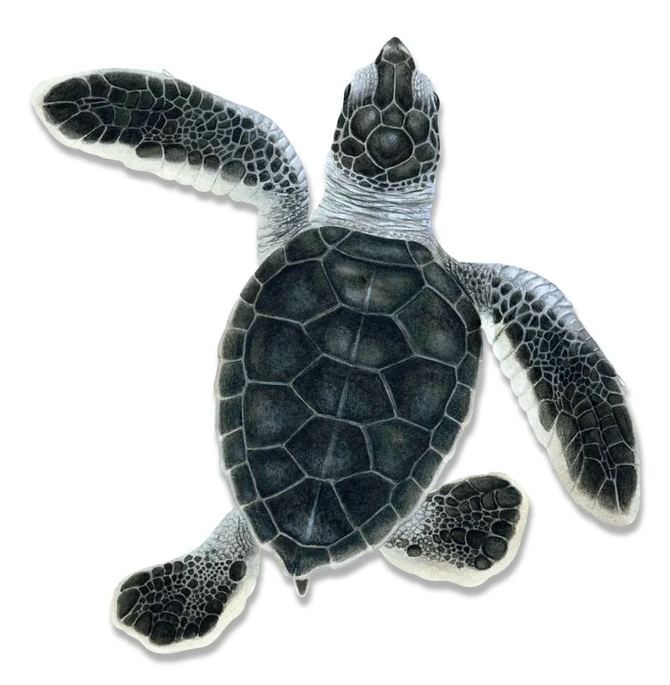 green+turtle+hatchling+2+copy